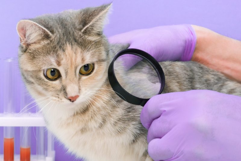 Unveiling the Potential Benefits of CBD Oil for Feline Friends